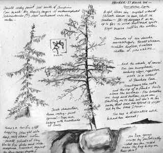 Shore-spruce-sketch-page-k-hocker
