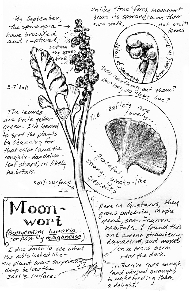 moonwort-nature-notebook-k-hocker